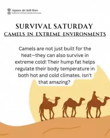 Survival Saturday celebrates the adaptability of camels! Did you know they thrive in both scorching deserts and freezing cold climates?
#worldcamelday #Camel #DesertLifeline #CamelCulture