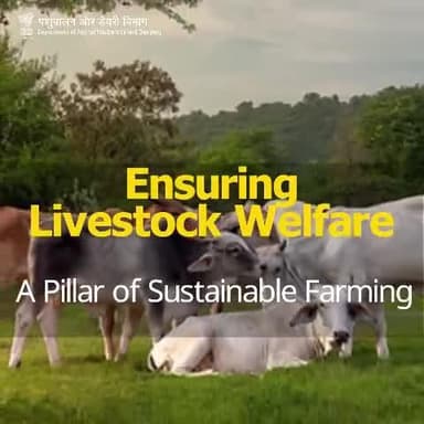 Ensuring the welfare of livestock is essential for sustainable farming. Healthy and happy animals lead to better productivity and a more ethical agricultural industry.
#LivestockWelfare #SustainableFarming #DeptOfAnimalHusbandry