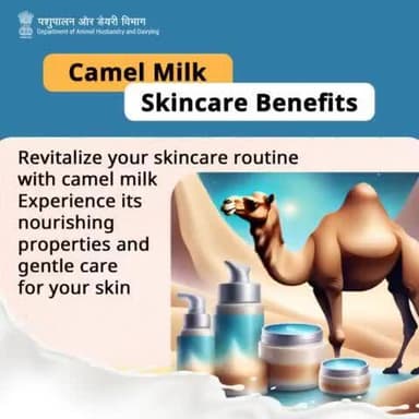 Glow naturally with camel milk skincare! Say hello to radiant skin with this desert beauty secret.
#Camel #DesertLifeline #CamelCulture