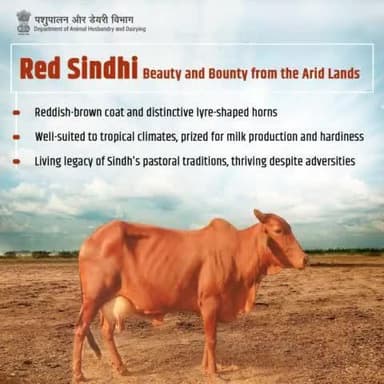In the arid lands, the Red Sindhi cattle grace the landscape with their beauty and bounty. Their reddish-brown coats and lyre-shaped horns tell tales of tradition and resilience, thriving amidst adversity.
#Redsindhi #cattle #Livestock