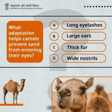 Test your camel knowledge with our quiz!
Are you a true camel expert?
#quiz #Camel #DesertLifeline #camelculture