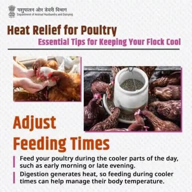 Time Your Feedings: Feed your flock in the cooler parts of the day to minimize heat generated from digestion
#PoultryCare #HeatStress #summertips #poultryhealth
