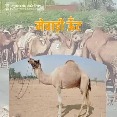 मेवाड़ी नस्ल के ऊँट राजस्थान के मेवाड़ क्षेत्र से आते हैं और अपनी दूध उत्पादन क्षमता के लिए प्रसिद्ध हैं। इनका मुख्य प्रजनन क्षेत्र उदयपुर, चित्तौड़गढ़, राजसमंद जिले और मध्य प्रदेश के नीमच और मंदसौर जिलों से सटा हुआ है।
#Camel
