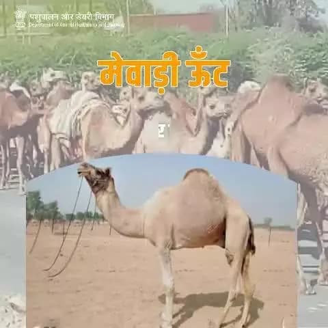 मेवाड़ी नस्ल के ऊँट राजस्थान के मेवाड़ क्षेत्र से आते हैं और अपनी दूध उत्पादन क्षमता के लिए प्रसिद्ध हैं। इनका मुख्य प्रजनन क्षेत्र उदयपुर, चित्तौड़गढ़, राजसमंद जिले और मध्य प्रदेश के नीमच और मंदसौर जिलों से सटा हुआ है।
#Camel