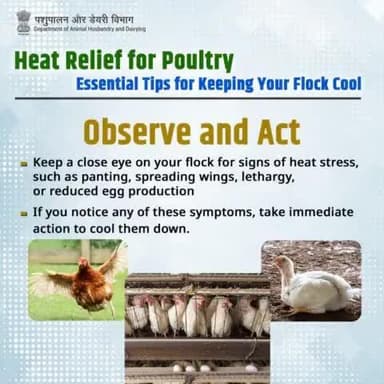 Stay Vigilant: Monitor your birds closely for signs of heat stress and take prompt action to keep them cool and comfortable.
#PoultryCare #HeatStress #summertips #poultryhealth