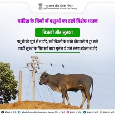बरसात के दिनों में पशुओं की सुरक्षा को प्राथमिकता दें। उन्हें बिजली के खंभों और तारों से दूर रखें और बाहर घुमाने ले जाते समय अकेला न छोड़ें। #पशुपालन #सुरक्षितपशु #LivestockCare #animalcare