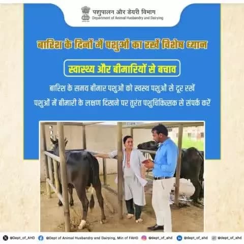 बरसात के दिनों में बीमार पशुओं को अलग रखें और बीमारी के लक्षण दिखने पर तुरंत पशुचिकित्सक को बुलाएं। #पशुपालन #स्वास्थ्य #animalcare #livestockcare