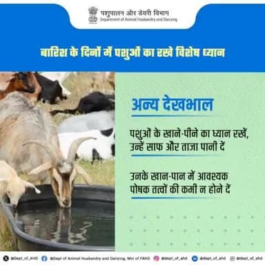 बरसात में पशुओं की विशेष देखभाल करें। उन्हें साफ और ताजा पानी दें, और खान-पान में पोषक तत्वों की कमी न होने दें। 🐄🌧️ #पशुपालन #AnimalCare #MonsoonSafety