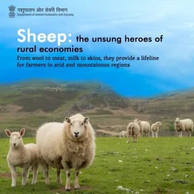 Sheep: The Unrivalled MVPs of Rural Economies! From Wool to Meat, Milk to Skins, They're the Lifeline for Farmers in Arid and Mountainous Regions.
#sheep #animalhusbandry #Trending