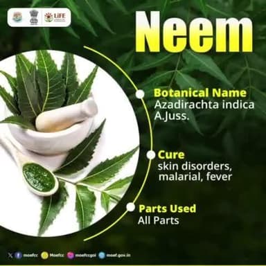#Neem, a powerful #medicinalplant grown in India, is essential for every home garden. #MissionLiFE #ProPlanetPeople
