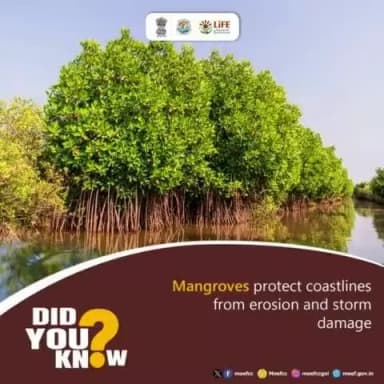 #Mangroves #MissionLiFE #ChooseLiFE
Mangroves play a key role in maintaining coastal biodiversity. Let's celebrate and conserve them!
@railminindia
@moefcc