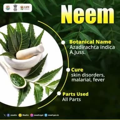 #MissionLiFE #ChooseLiFE #ProPlanetPeople
#Neem, a powerful #medicinalplant grown in India, is essential for every home garden.
@railminindia
@moefcc
@gmblw