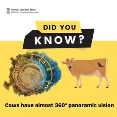 Cows have incredible vision, nearly 360 degrees of panoramic sight! With eyes on the sides of their head, they keep a watchful eye on their surroundings
#CattleVision360 #AnimalFacts #NatureInsight