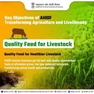 Key Objectives of AHIDF
Ensure healthier livestock with quality, affordable feed. AHIDF is transforming animal care with balanced rations.
#AHIDF #nutrition #livestock #Fodder
