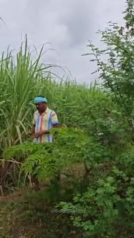 ड्रोन दीदी बनी किसानों की मददगार #नमो_ड्रोन_दीदी #baloddistrict