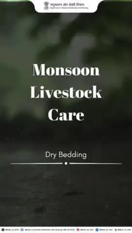 Keep your livestock cozy and healthy with dry bedding! Ensure it's clean and changed regularly to prevent infections and maintain hygiene.
#animalcare #monsoonsafety
