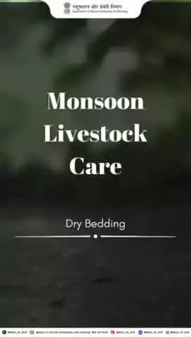 Keep your livestock cozy and healthy with dry bedding! Ensure it's clean and changed regularly to prevent infections and maintain hygiene.
#animalcare #monsoonsafety