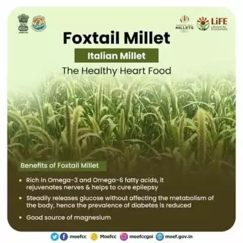 #IYM2023 #ChooseLiFE #MissionLiFEcomments
Let’s learn about #FoxTailMillet the ‘Healthy Heart Food’!
@railminindia
@moefcc