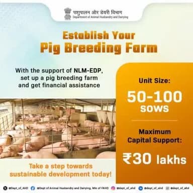 Establish a sustainable pig breeding farm with support from the NLM-EDP!
Get financial assistance up to ₹30 lakhs and start your journey today.
#PigFarming #SustainableAgriculture #NLMEDP