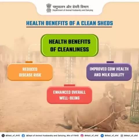A clean environment reduces the risk of diseases and improves overall cow health. Prioritize cleanliness for better milk quality and animal well-being.
#HealthyCows #animalcare