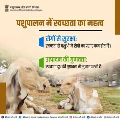 पशुपालन में स्वच्छता का महत्व
पशुपालन में स्वच्छता बनाए रखना न केवल पशुओं की सेहत के लिए आवश्यक है, बल्कि यह उत्पादों की गुणवत्ता को भी बढ़ाता है।
# स्वच्छ पशु:स्वच्छ उत्पाद
#special campaign 4
