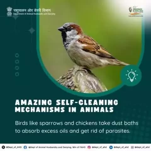 Birds: Dusty Yet Clean!
Birds, such as sparrows, love dust baths. The dust absorbs excess oils and removes parasites, keeping them clean and happy.
#SpecialCampaign4 #animalhusbandry #swachhatahiseva2024