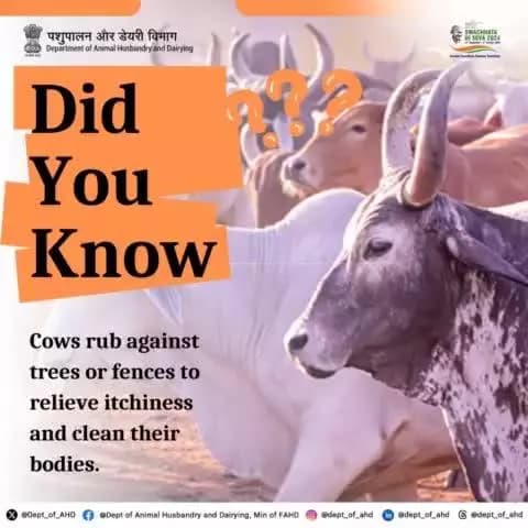 Cows: Scratching That Itch
Cows often rub against trees or fences to relieve itchiness and clean their bodies. It’s their own version of a body scrub!
SpecialCampaign4 #cleanindia #swachhatahiseva2024
