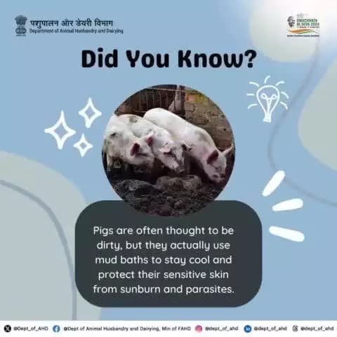 Pigs: Muddy But Clean
Pigs may look messy, but their mud baths are essential for cooling down and protecting their sensitive skin from sunburn and parasites.
#SpecialCampaign4 #CleanIndia #animalcare