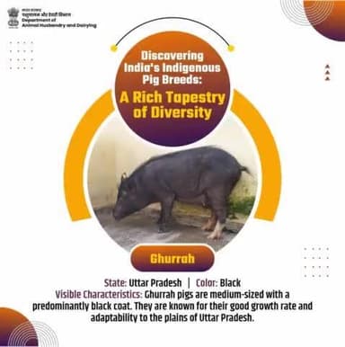 Introducing Ghurrah, the black-coated pig from Uttar Pradesh, renowned for its growth rate and adaptability. A farmer's reliable companion.
#Ghurrah #IndigenousBreed #FarmersCompanion #SustainableFarming #AnimalHusbandry