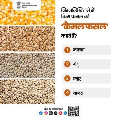कृषि क्विज में हिस्सा लें व परखें अपना ज्ञान!
निम्नलिखित में से किस फसल को 'कैमल फसल' कहते हैं? कृपया अपना जवाब कमेंट बॉक्स में साझा करें।
#agrigoi #AgriQuiz #CamelCrop #Millets