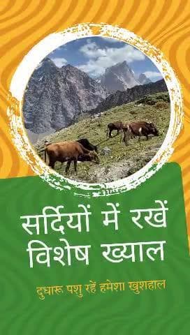 ठंड के दिनों में धूप निकलते ही पशुओं को धूप में बांधें या उन्हें खुले में धूप सेंकने के लिए छोड़ें। सूर्य की किरणें जीवाणु और विषाणुओं से बचाव के लिए सुरक्षित वातावरण प्रदान करती हैं।
 #WinterCare