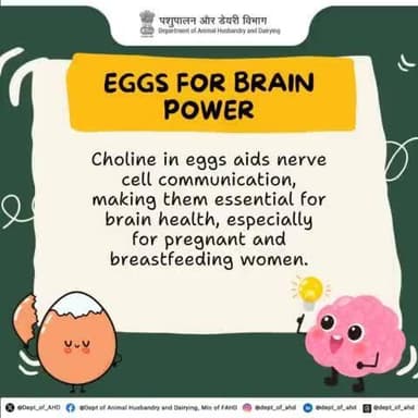 Boost your brainpower with eggs!
Rich in choline, eggs support nerve communication and cognitive health. Essential for moms-to-be and everyone else!
#egg #protein #healthyfood #poultry