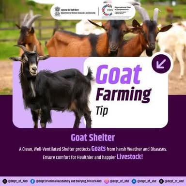 Goat Farming Tip #1 - Goat Shelter
Happy goats = Healthy goats! A clean, well-ventilated shelter protects your herd from harsh weather and diseases. Comfort is key!
#FarmingTips #GoatCare