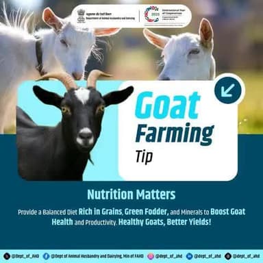 Goat Farming Tip #2: Nutrition Matters
Feed them well, watch them thrive!
A balanced diet of grains, green fodder, and minerals boosts goat health and productivity.
Healthy goats, better yields!
