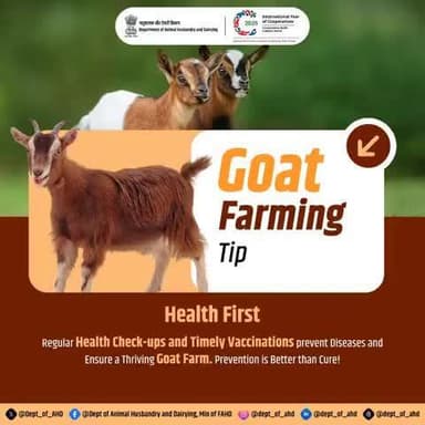 Goat Farming Tip #3: Health First
Prevention is better than cure!
Regular check-ups and vaccinations keep your goats disease-free and your farm thriving. Healthy goats, happy farm!
#GoatHealth