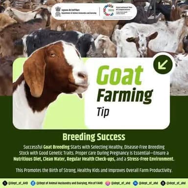Goat Farming Tip #5: Breeding Success
Strong genetics = Strong kids!
Select healthy breeding stock and provide proper care during pregnancy for a thriving herd. Breeding success starts here!
#GoatBreeding #FarmSmart #GoatFarming