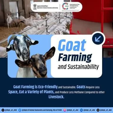 Goat Farming and Sustainability
Eco-friendly and profitable!
Goats require less space, eat various plants, and produce less methane, making goat farming a sustainable choice.
#SustainableFarming #GoatLife