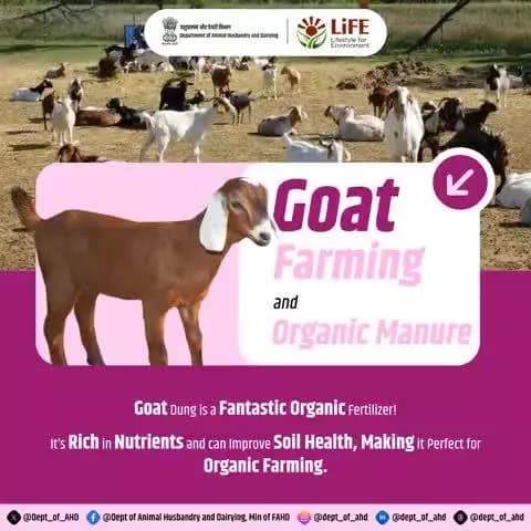 Goat Farming and Organic Manure
From dung to gold!
Goat manure is a nutrient-rich organic fertilizer, perfect for improving soil health and boosting crop yields.
#OrganicFarming #GoatFarming #MissionLife