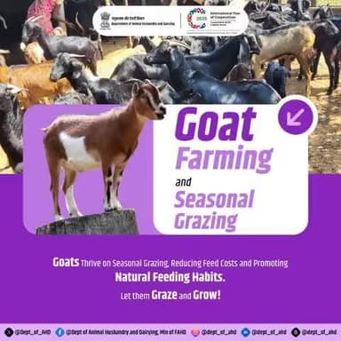 Goat Farming and Seasonal Grazing
Let them graze, let them grow!
Seasonal grazing reduces feed costs and promotes natural feeding habits for goats. A win-win for farmers!
#GoatFarming #FarmLife