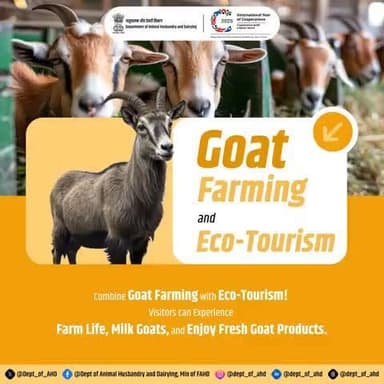 Goat Farming and Eco-Tourism
Farm life, reimagined!
Combine goat farming with eco-tourism for a unique experience. Visitors can experience milk goats and enjoy fresh products!
#EcoTourism #GoatFarming
