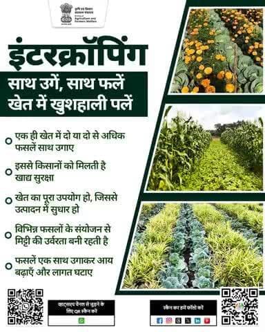 एक खेत, दो फायदे, पैदावार बढ़े, मिट्टी बने उपजाऊ।
इंटरक्रॉपिंग: समझदार किसान की समृद्धि की कुंजी
#Agrigoi #Intercropping