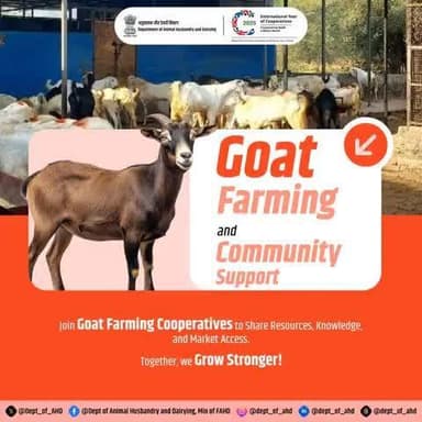 Empowering Communities through Goat Farming
Join goat farming cooperatives to unlock shared resources, collective knowledge, and better market access. Together, we build a stronger future!
#Goatfarming #animalhusbandry