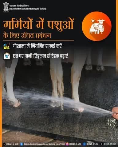 गर्मियों में पशुओं के लिए उचित प्रबंधन
गर्मी में गोशाला की नियमित सफाई और छत पर पानी के छिड़काव से ठंडक बढ़ाएं, ताकि पशुओं को राहत मिल सके।
#पशुओंकीदेखभाल #स्वच्छता #CleanShed #AnimalHealth #CoolingTips