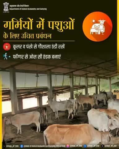 गर्मियों में पशुओं के लिए उचित प्रबंधन
गर्मी में पशुओं को स्वस्थ और आरामदायक रखने के लिए गोशाला में कूलर और पंखे का उपयोग करें, और फॉगगर से ओस सी ठंडक बनाएं, ताकि वे राहत महसूस कर सकें।
#HeatStressPrevention #पशुपालन