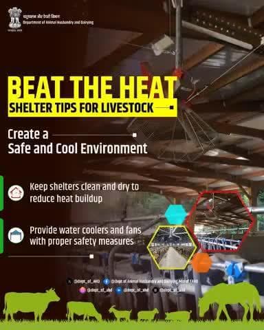 Beat the Heat – Shelter Tips for Livestock
Maintain clean, dry shelters to reduce heat. Use fans or water coolers safely to keep animals comfortable in rising temperatures.
#BeatTheHeat #LivestockShelter #AnimalWelfare