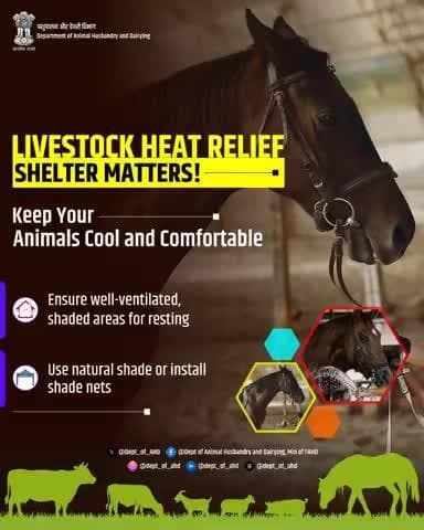 Livestock Heat Relief – Shelter Matters!
Keep animals cool with well-ventilated, shaded resting areas. Use natural shade or install shade nets to protect them from the heat.
#LivestockCare #HeatRelief #AnimalShelter #DAHD