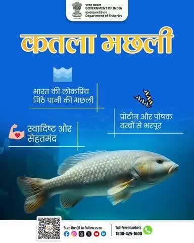 कतला मछली भारत की लोकप्रिय मिठे पानी की मछलियों में से एक है। यह न केवल स्वाद में बेहतरीन होती है, बल्कि प्रोटीन और जरूरी पोषक तत्वों से भी भरपूर है।
#FridayFish #Fisheries #HealthyEating #FishForLife #मत्स्यपालन #Nutrition