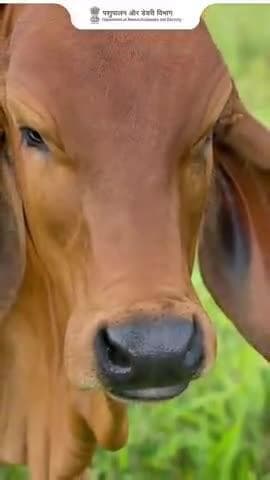 दूध की बाल्टी की सफाई न भूलें!
गंदी बाल्टी = दूषित दूध ❌
✅ दूध की बाल्टियों को रोज़ाना डिटर्जेंट और गर्म पानी से धोएं
✅ हर बार इस्तेमाल से पहले और बाद में सफाई करें
स्वच्छ बर्तन = स्वच्छ दूध = सुरक्षित उपभोक्ता
#CleanMilk #DairyHygiene