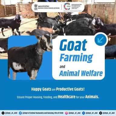 Goat Farming and Animal Welfare
Happy goats = productive goats!
Proper housing, feeding, and healthcare ensure your goats thrive. Animal welfare is key to success!
#AnimalWelfare #GoatFarming