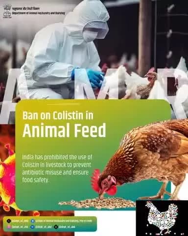 India has taken a strong step to combat Antimicrobial Resistance (AMR) by banning the use of colistin in animal feed. This move helps prevent antibiotic misuse in livestock and ensures safer, healthier food for all.
#AMR #AnimalHealth